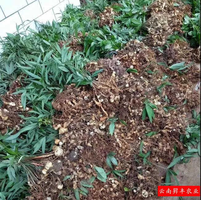 (升丰农业)3分钟带你了解黄精种植技术和市场前景
